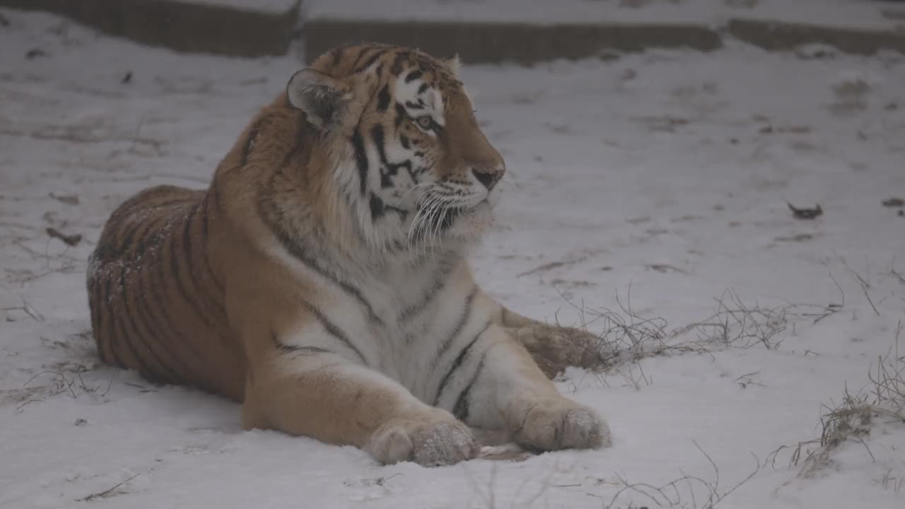 老虎在雪地上。4K慢动作，ProRes 422，未分级C-LOG 10位视频下载