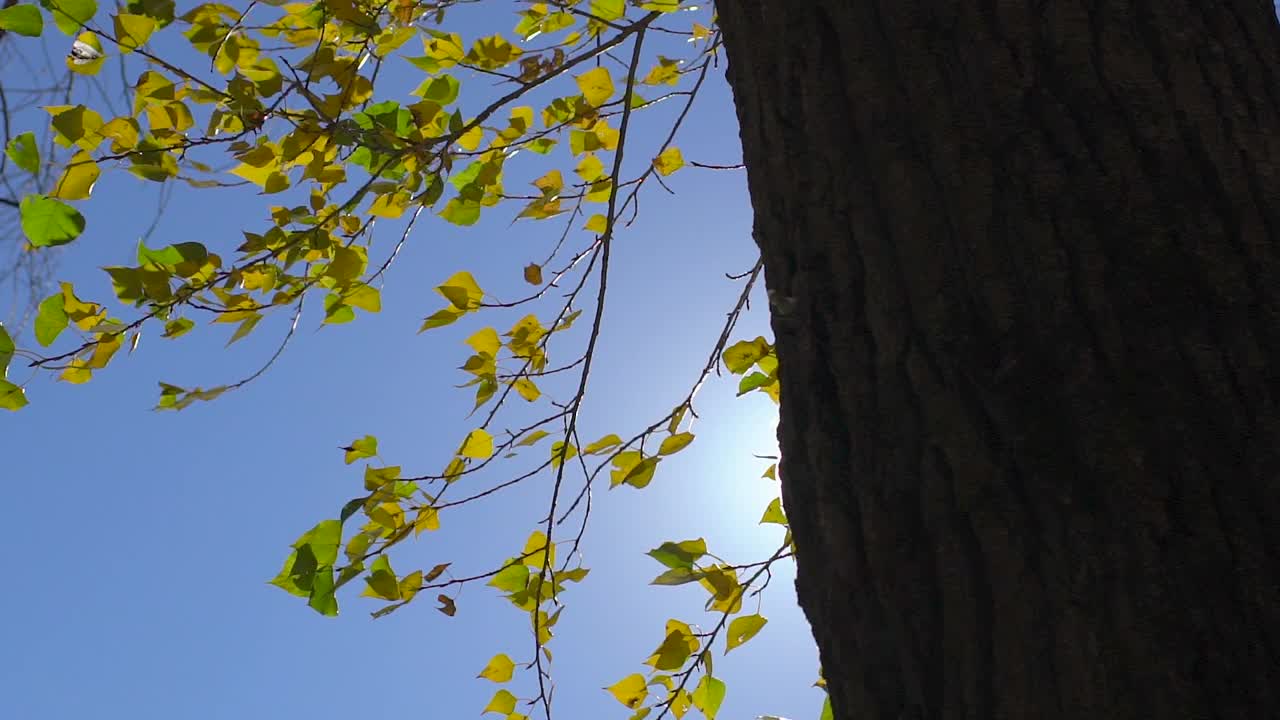阳光透过微风吹过的落叶。慢动作视频素材