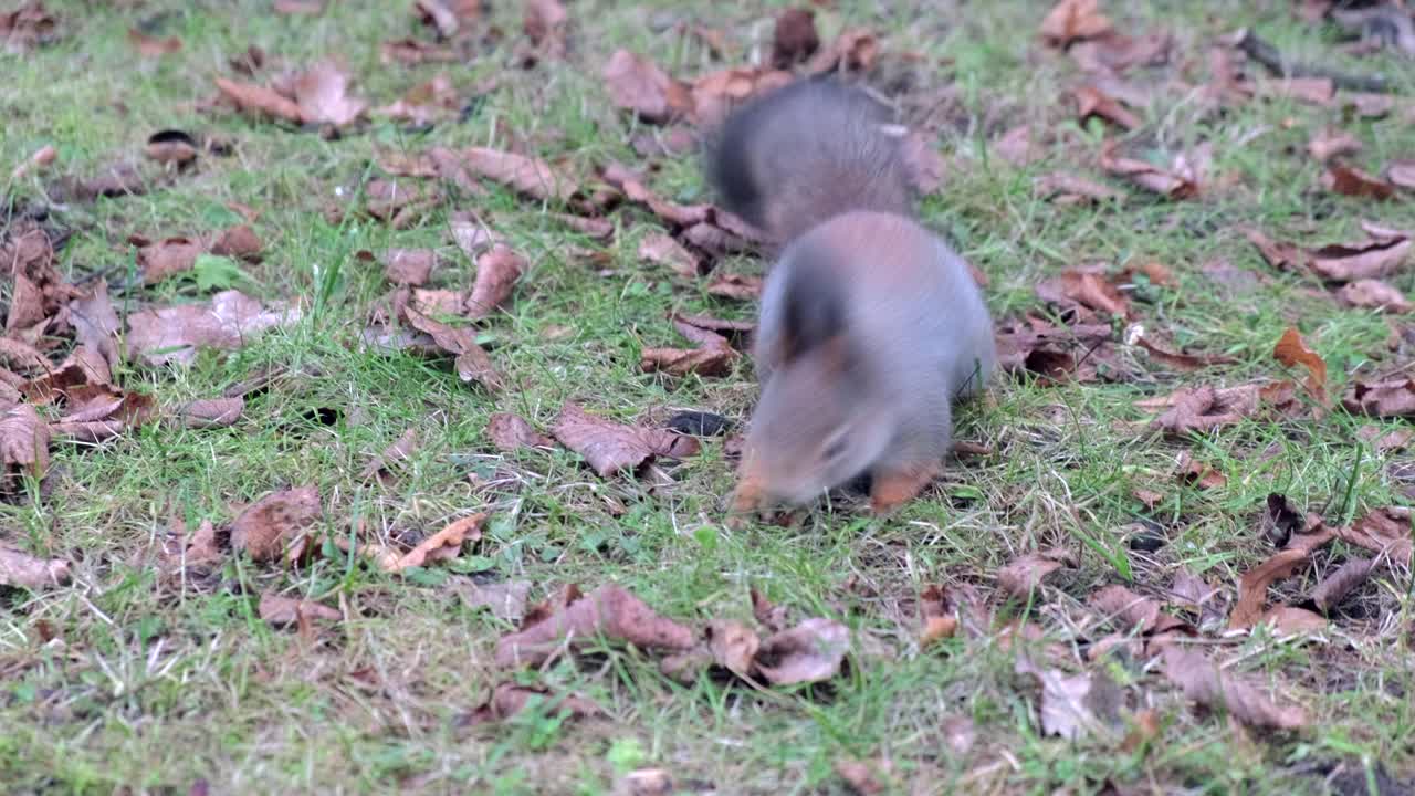 一只小松鼠在秋天公园的草地上跑，在树叶里发现了一颗坚果，它剥下来开始吃视频素材