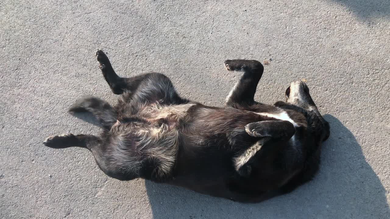 有趣好玩的黑狗躺在他的背上，快乐地摇着尾巴视频下载