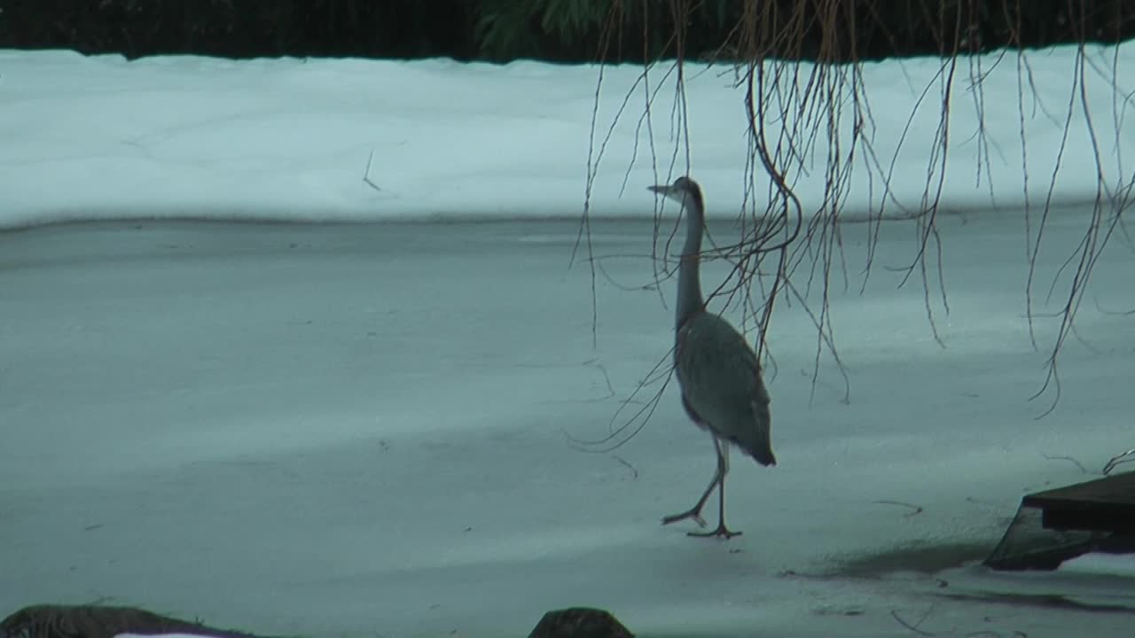 苍鹭走过结冰的池塘视频素材