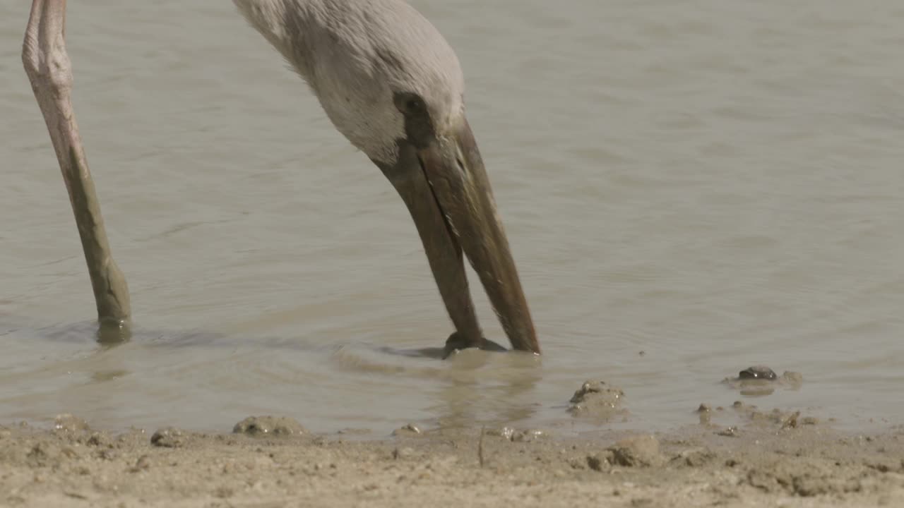 斯里兰卡，鹤从贝壳中提取双壳类动物。视频下载