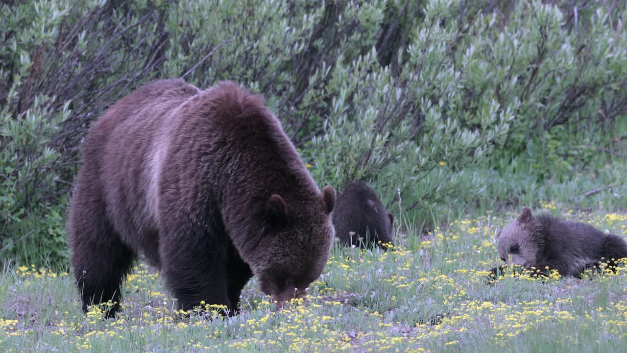 用4K MS拍摄的著名灰熊#399和她的4只小熊(小熊熊)在Pilgrim Flats玩耍和吃草视频下载