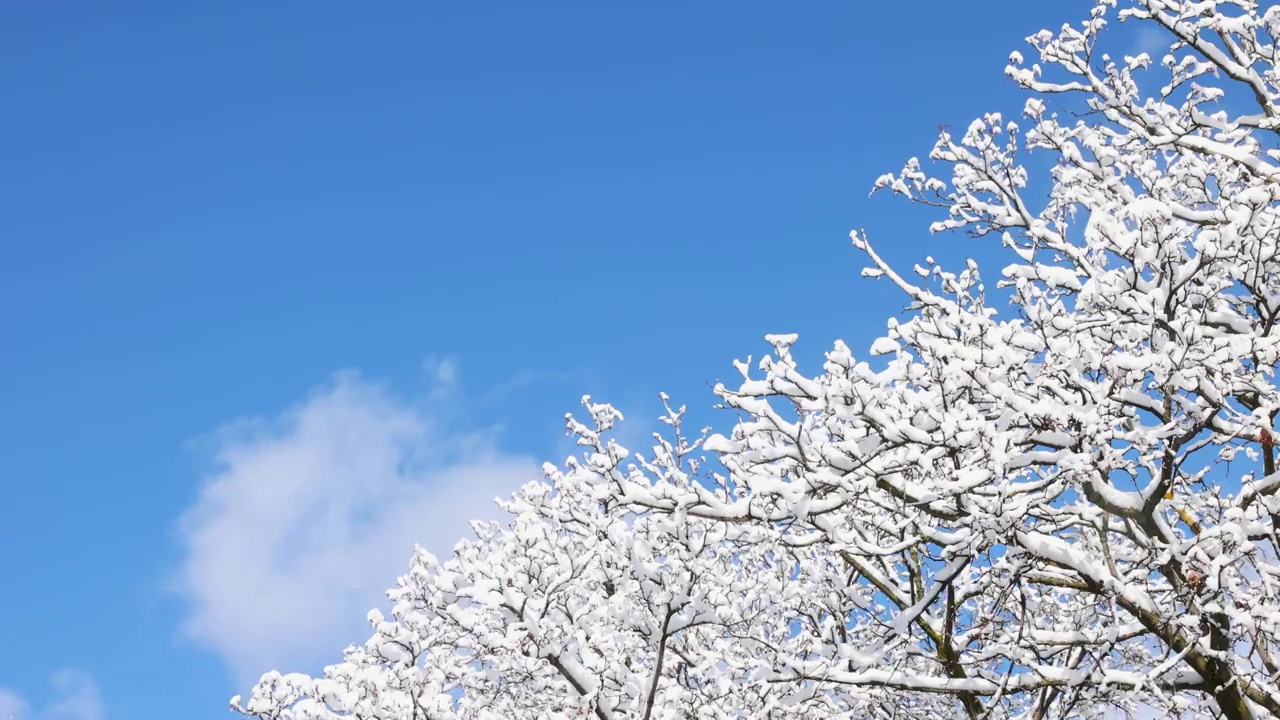 白雪覆盖的树梢，微风和飘过的云视频购买