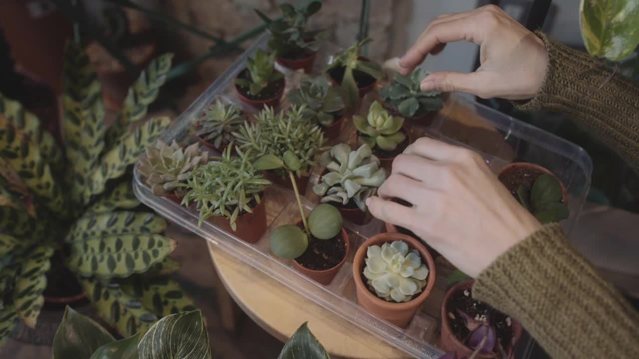 女性在植物店工作，用盆栽布置零售展示视频下载
