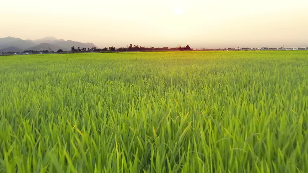 低空低角度观看绿色稻田草地在日落，揭示美丽的景观下，橙色的日落天空视频素材