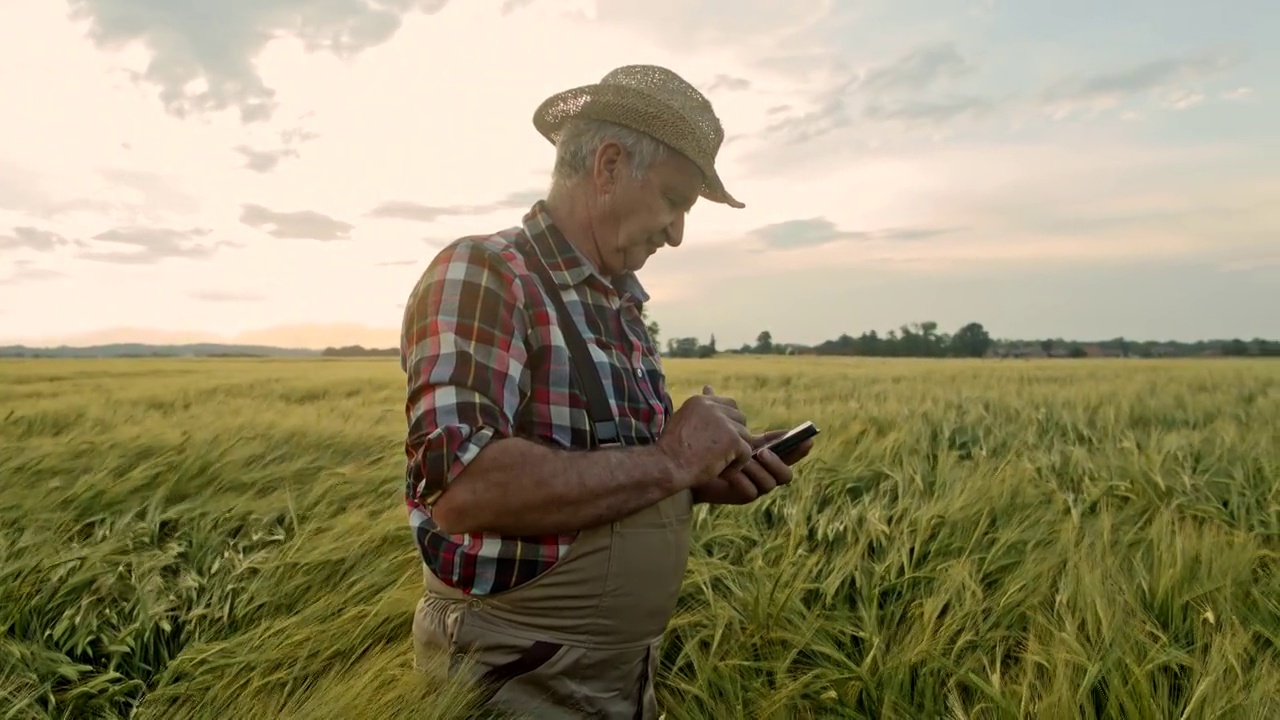 老农一边在麦田里散步一边看手机视频素材