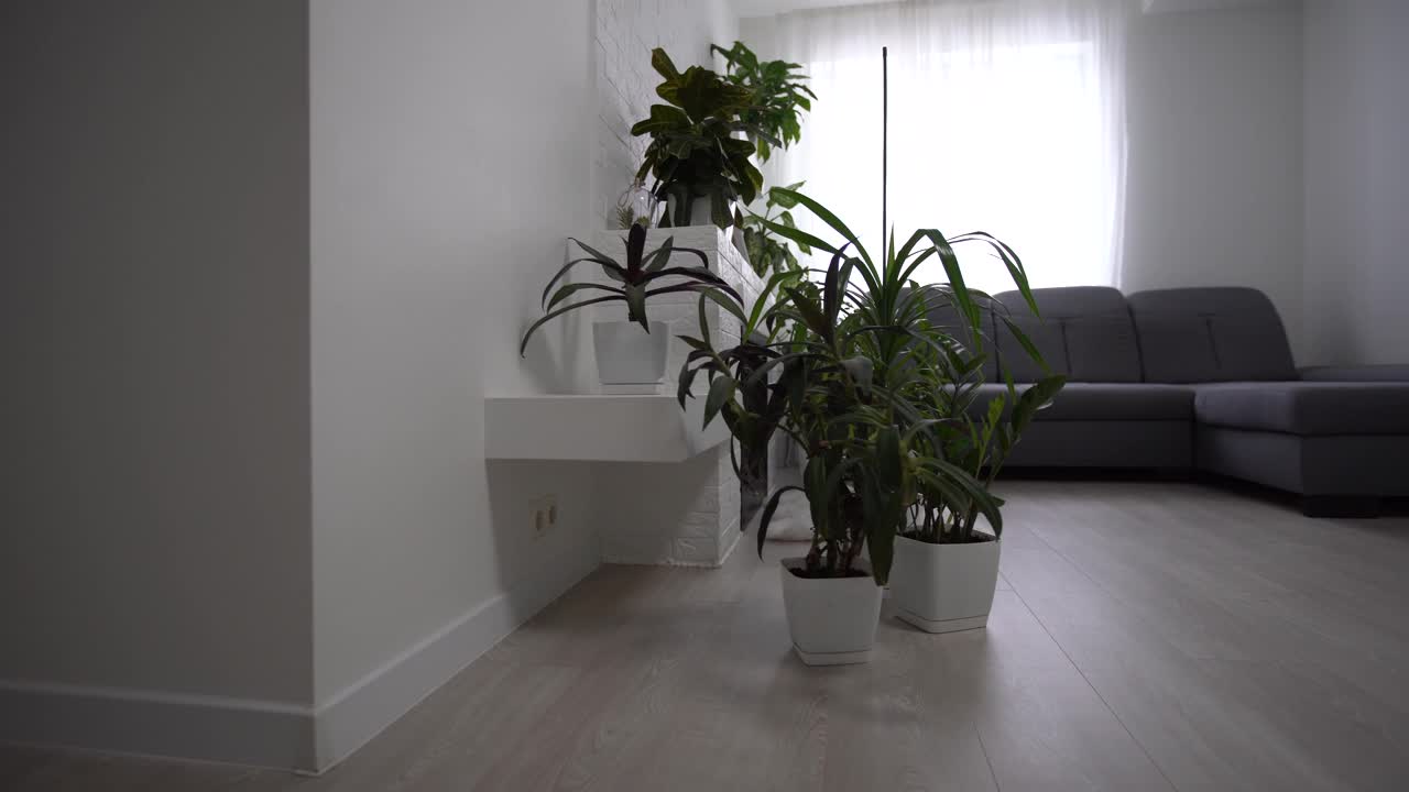 客厅壁炉旁的植物视频下载