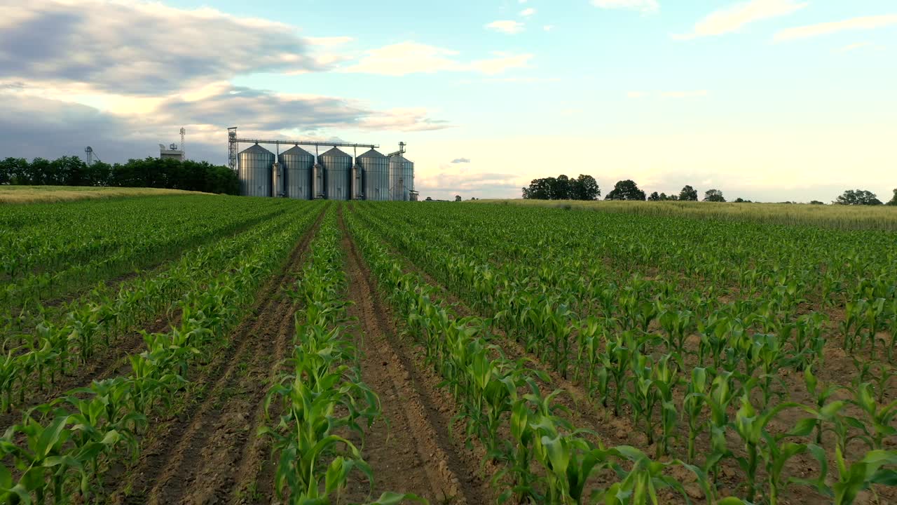 SLO MO空中农业筒仓末端的一片绿色玉米幼苗视频素材