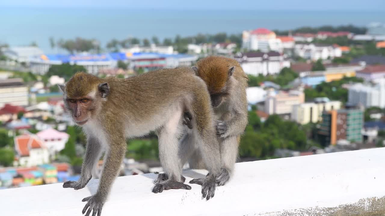 猴子在城市视频下载
