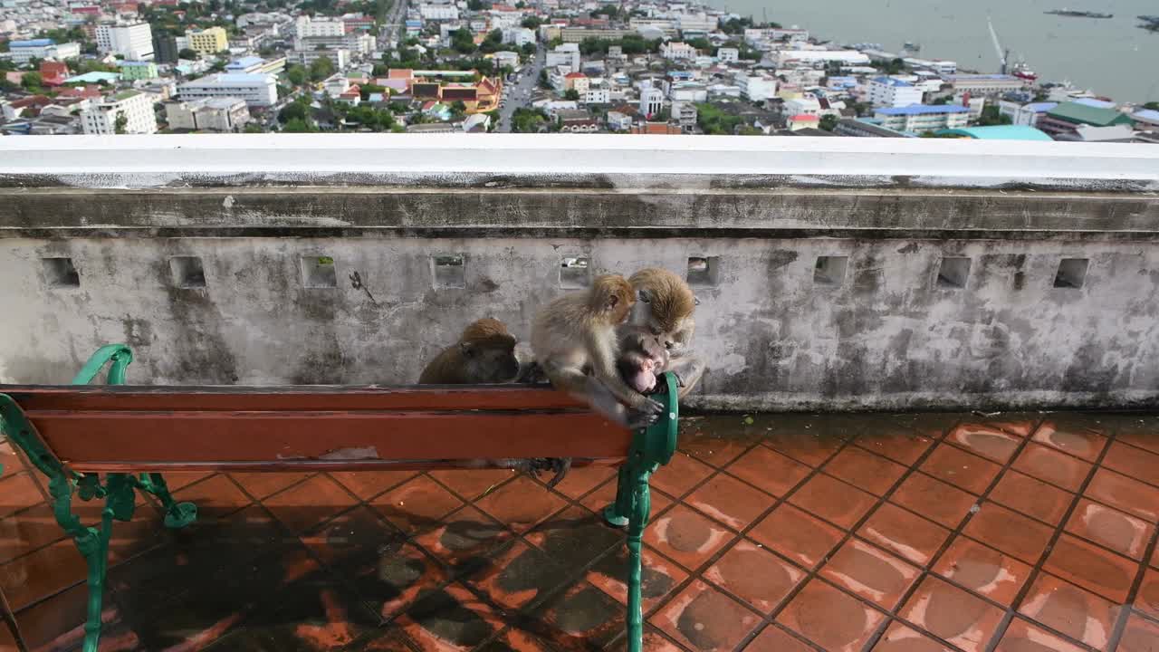猴子在城市视频下载
