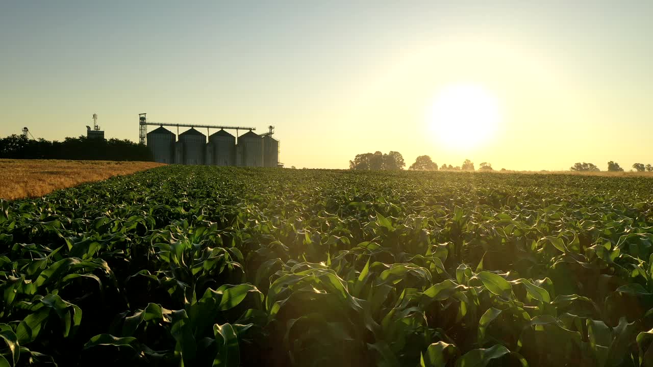 SLO MO空中农业筒仓的尽头是金黄的小麦和绿色的玉米植株视频素材