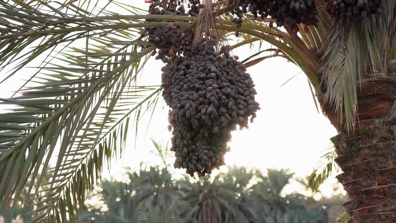 锡瓦绿洲的枣椰树叶子视频下载