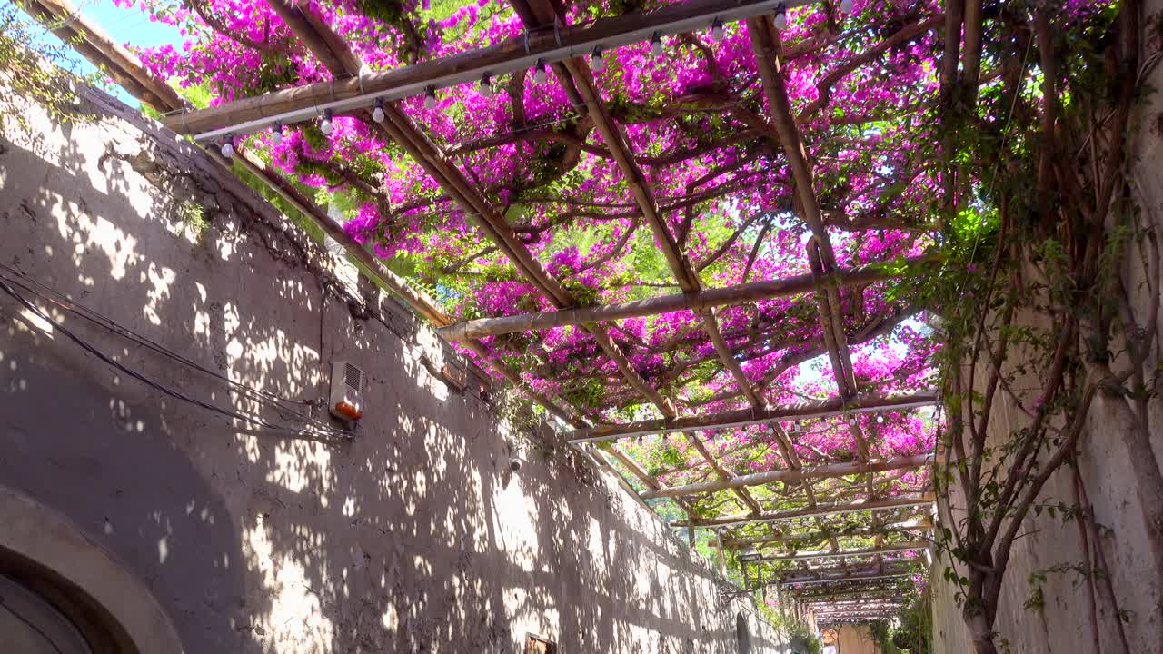 欧洲意大利阿马尔菲海岸的波西塔诺，紫色的九重葛花架阳台。视频下载