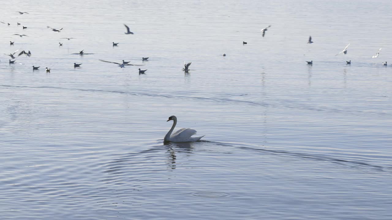 白天鹅独自在大湖上游泳，周围是许多飞翔和休息的海鸥贪婪地寻找食物，白天，视频规格:prores 422 HQ, 4K超高清，29.97帧视频下载
