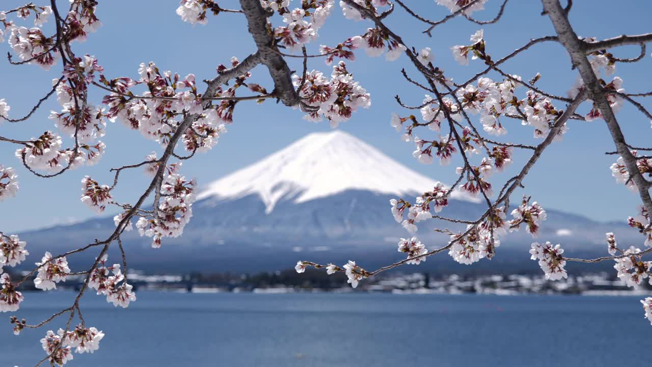 富士山上的川口湖和樱花(缩小/机架聚焦)视频素材
