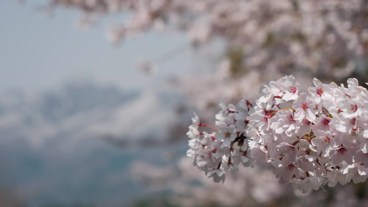 粉红色的樱花随风摇曳，雪山为背景(慢镜头/架对焦)视频下载