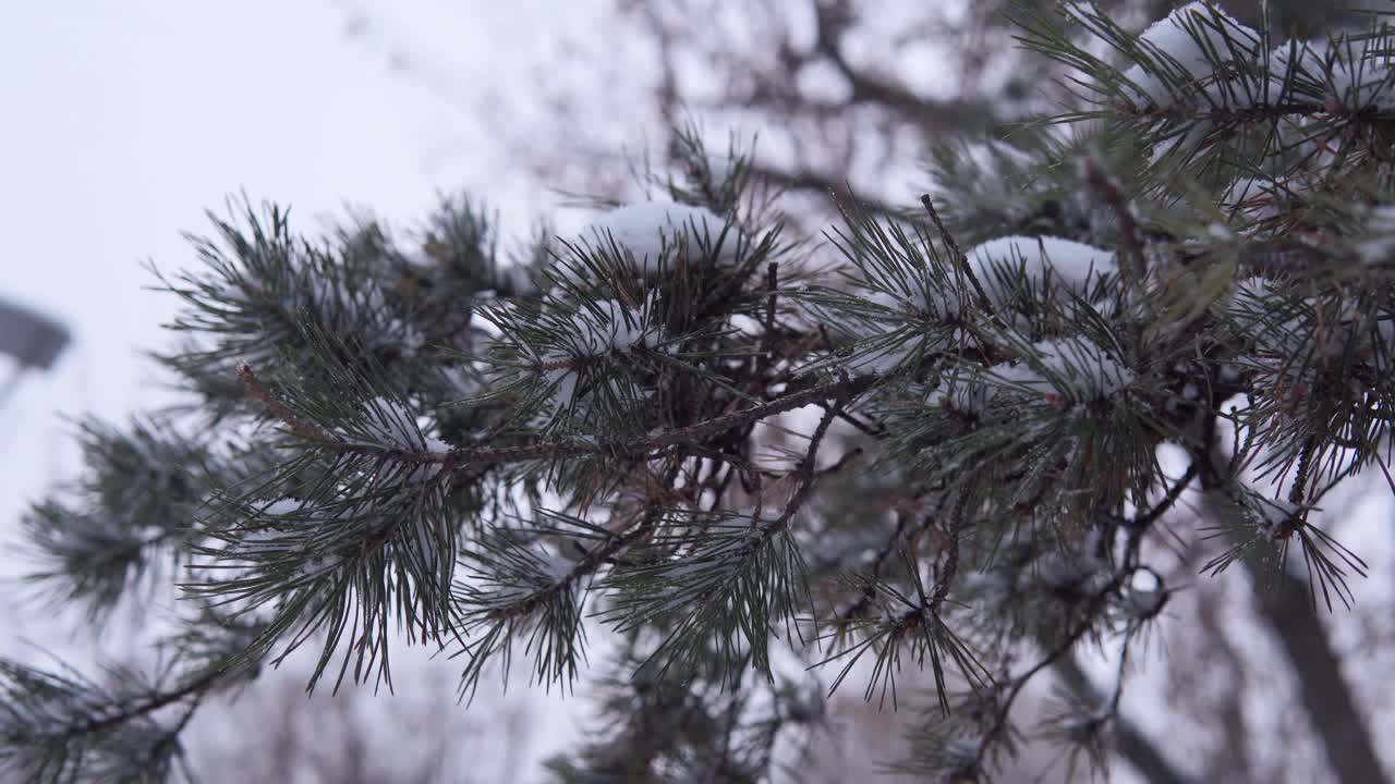雪从森林里的松树树枝上落下。特写镜头选择聚焦视频素材