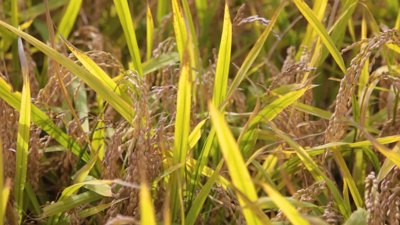 稻田里的稻穗视频素材