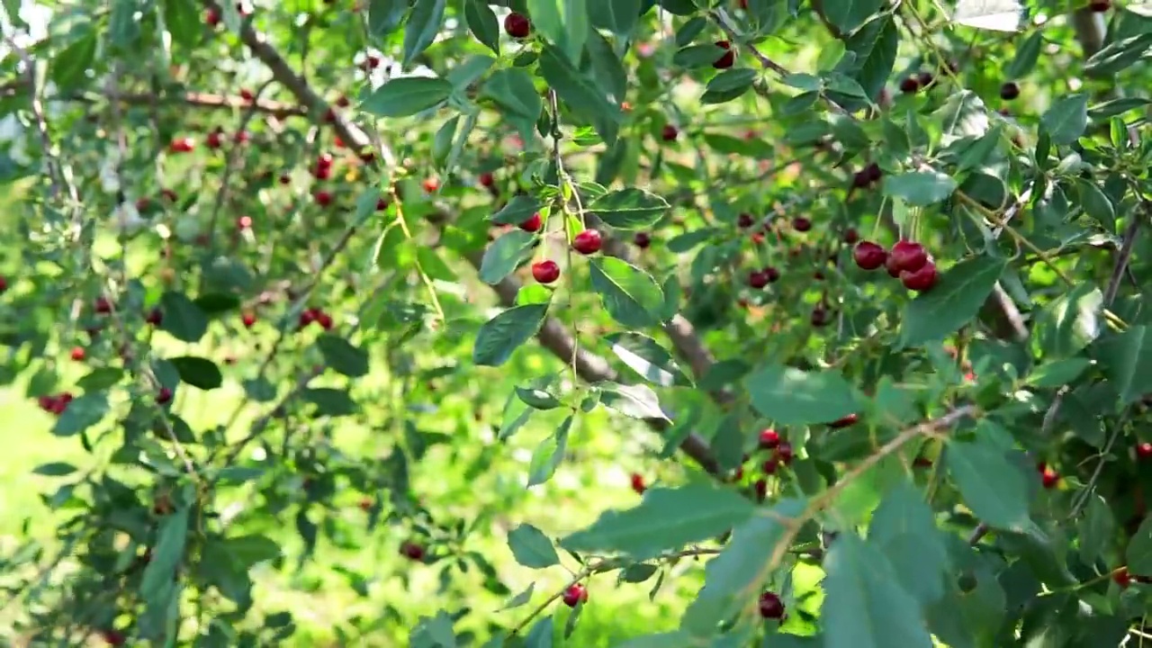树上的樱桃，富含维生素C和抗氧化水果。树上有新鲜的有机食物。视频素材