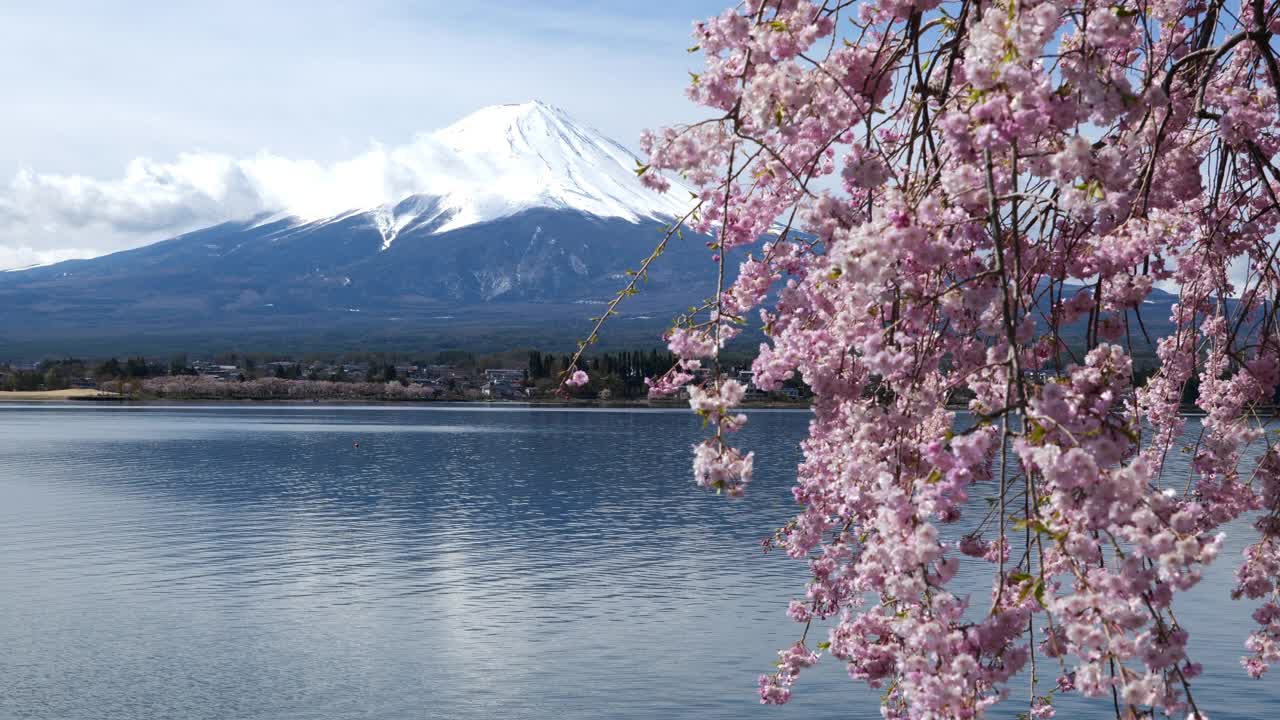 富士山和川口湖上哭泣的樱花视频素材