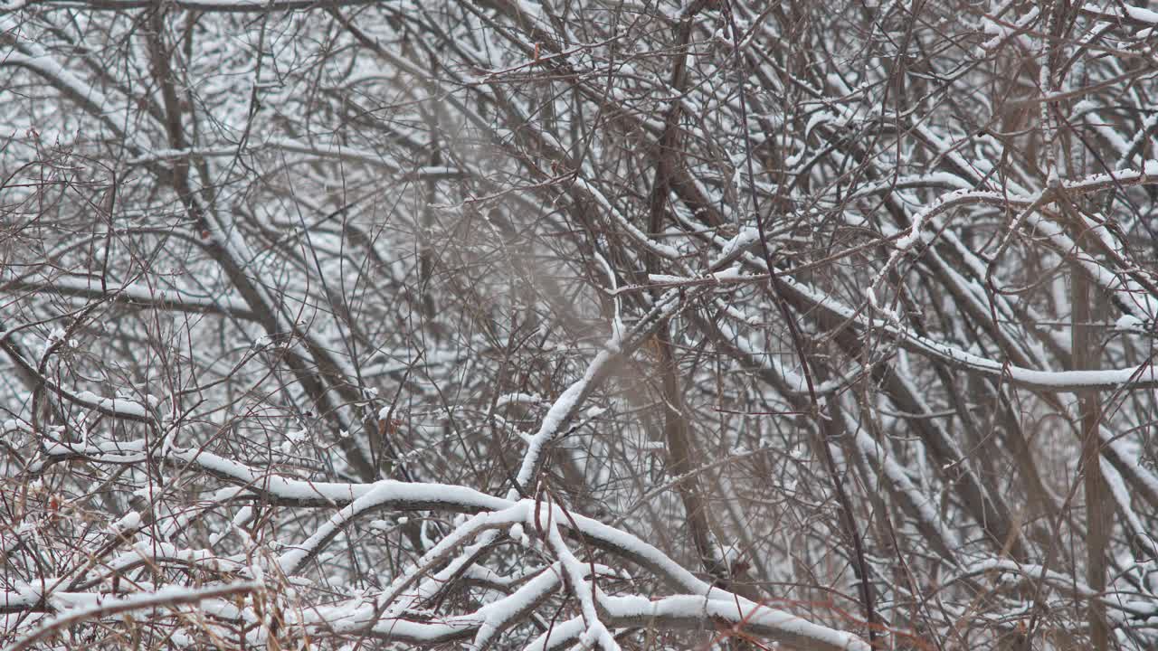 冬天树枝上的雪。雪花从云杉树枝上美丽地飘落下来。视频素材