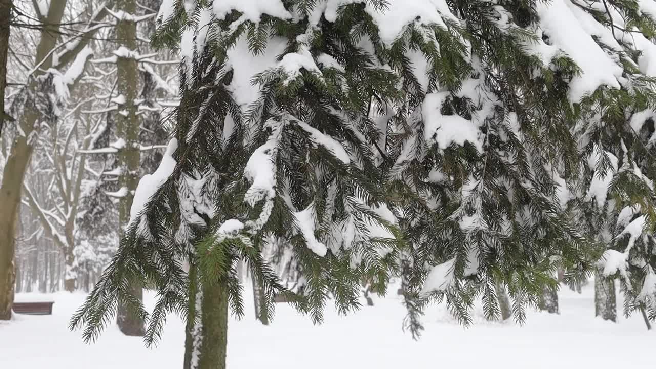 29、大雪纷飞，圣诞树上的叶子上飘着雪花视频素材