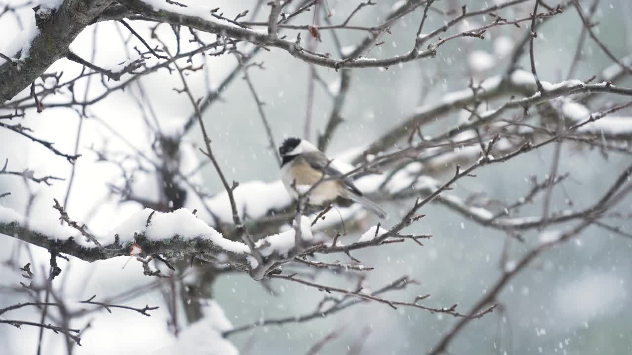 暴风雪中的黑顶山雀视频下载