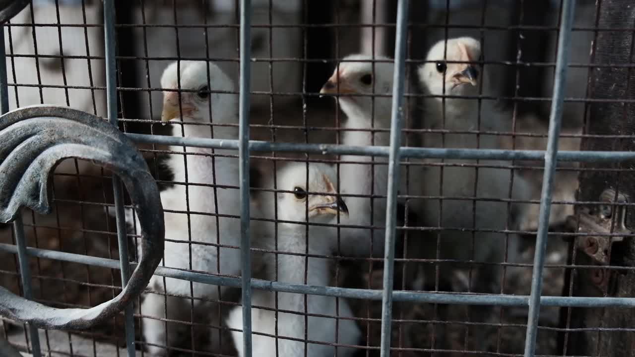 小白鸟被关在笼子里。视频素材