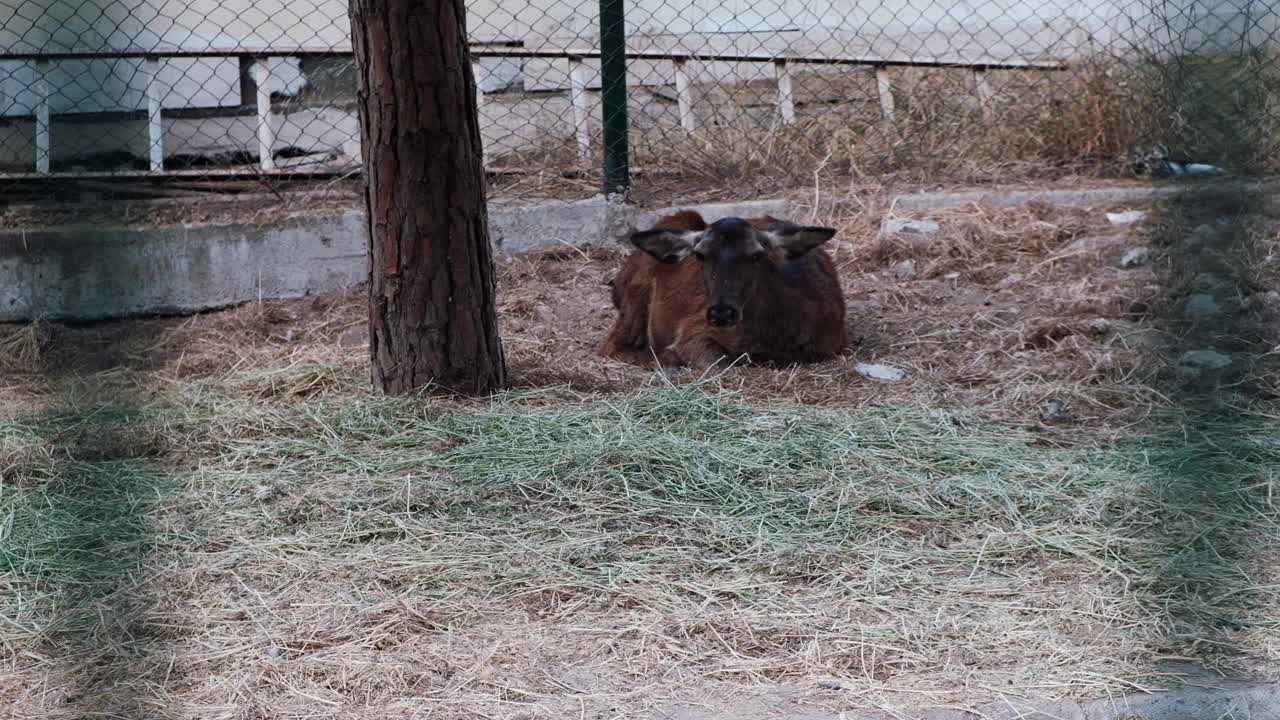 可爱的母鹿躺在动物园的栅栏后面，悲伤和紧张。视频素材