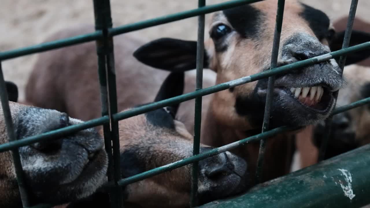 可爱饥饿的棕色山羊在篱笆后面争夺食物。视频素材