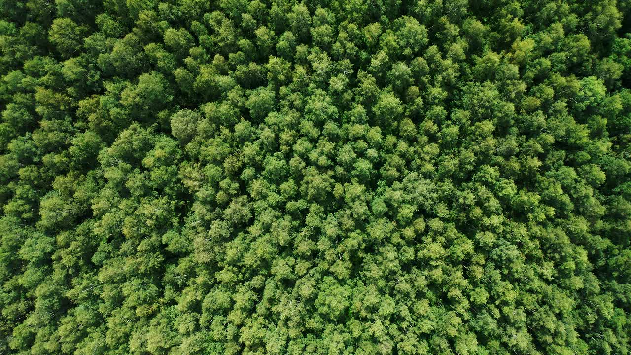 高空拍摄茂密的森林视频素材
