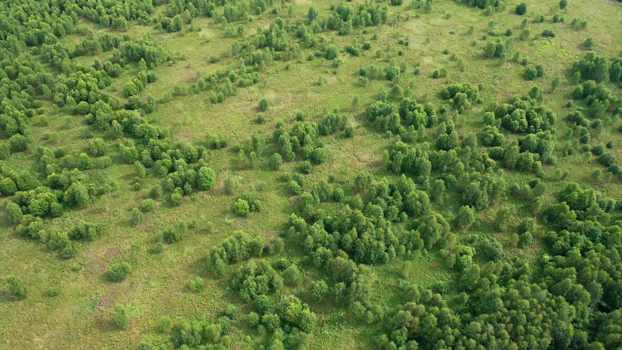 森林中草甸的鸟瞰图视频素材