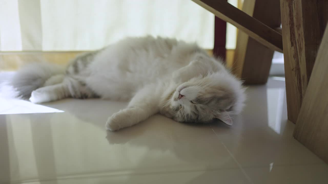 躺着睡觉的猫视频素材