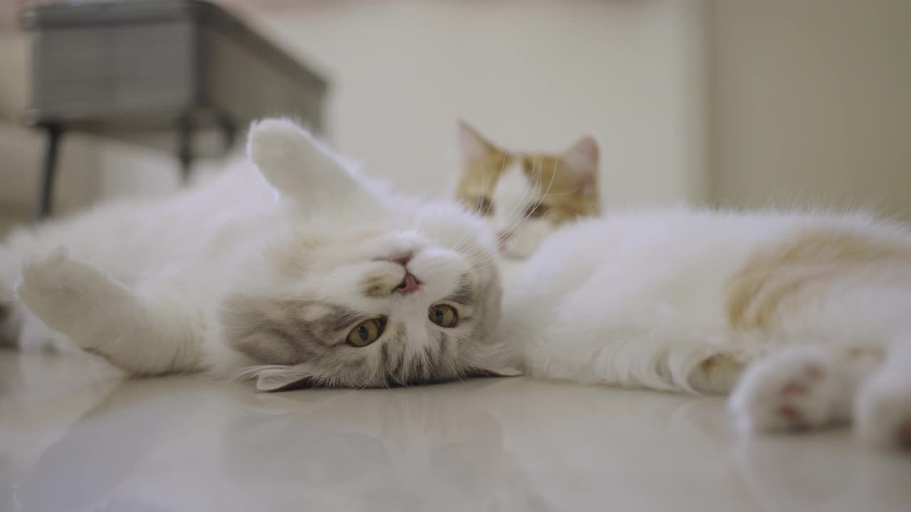 两只虎斑猫在家休息视频素材