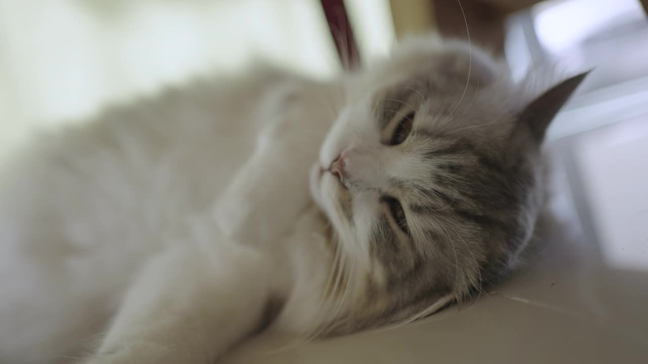 躺着睡觉的猫视频素材