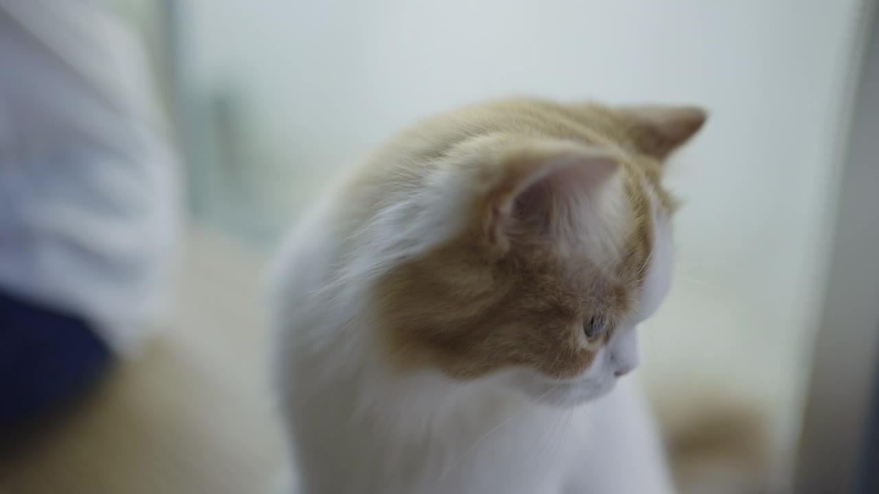 一只可爱可爱的小猫的肖像视频素材