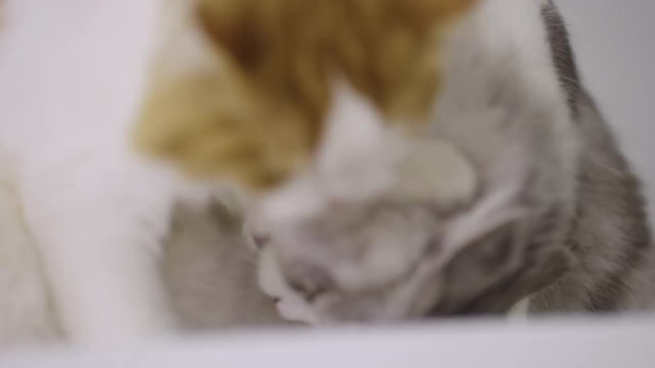 两只虎斑猫在家梳理毛发视频素材