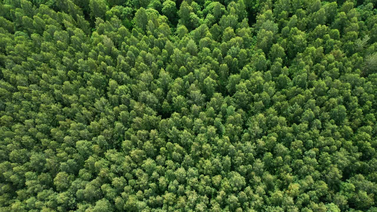 空中的森林视频素材