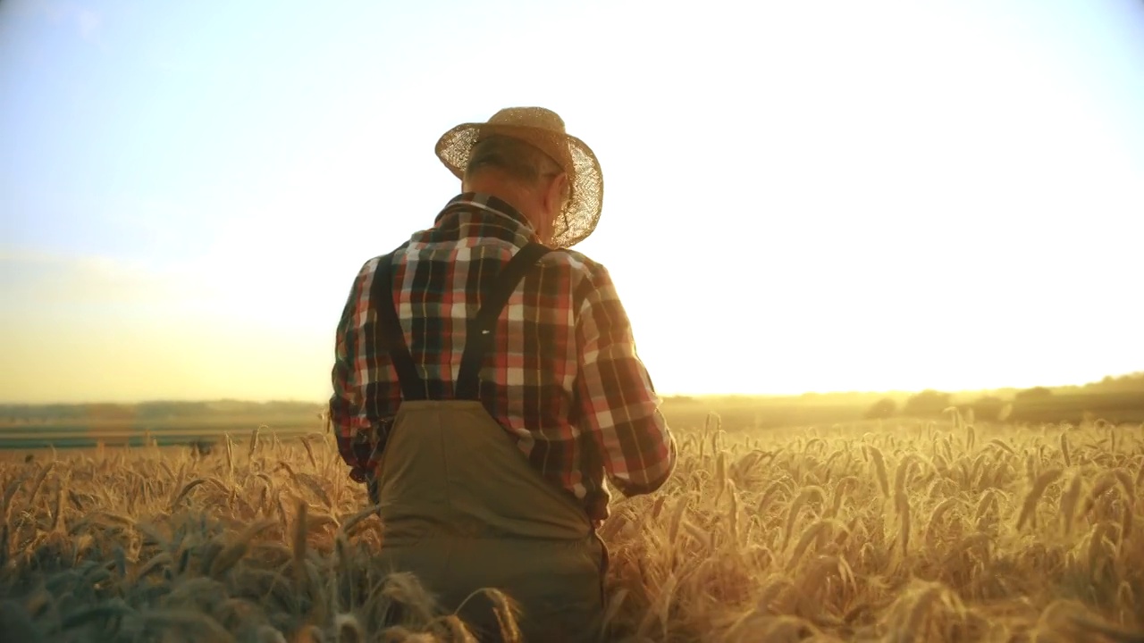 一位年长的农民在夕阳下穿过麦田视频下载