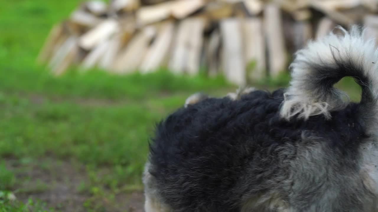 萌萌的小狗在村院慢镜头中环视四周视频素材