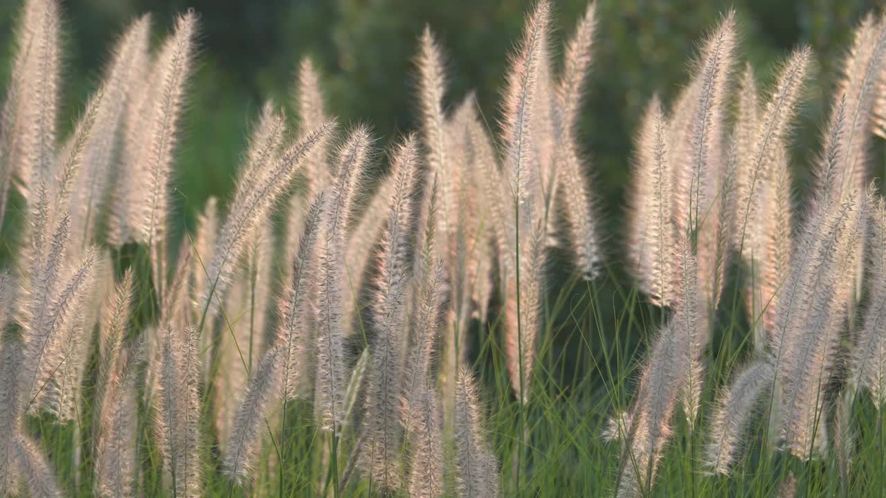 白芦苇草花视频素材
