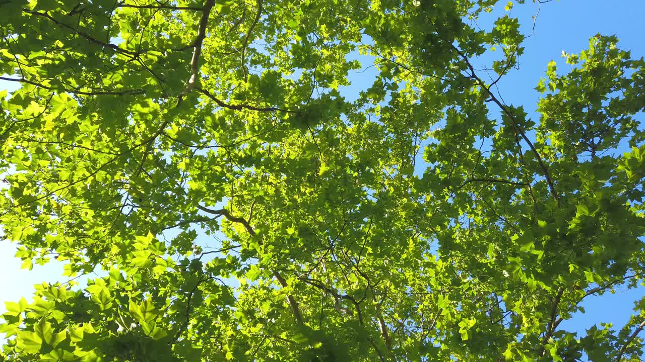 森林中风景优美的树木的顶视图。树冠与明亮的下午阳光和射线。抬头看树。视频素材