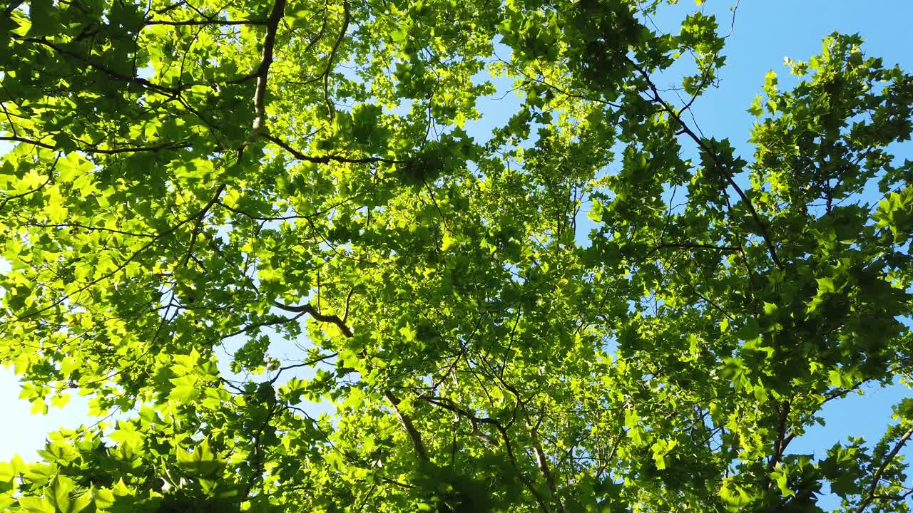 森林中风景优美的树木的顶视图。树冠与明亮的下午阳光和射线。抬头看树。视频素材