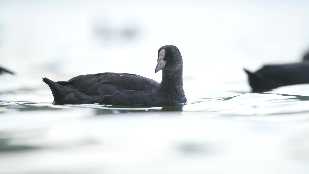 黑色毛茸茸的白色前额白骨顶鸭在水面上游泳视频下载