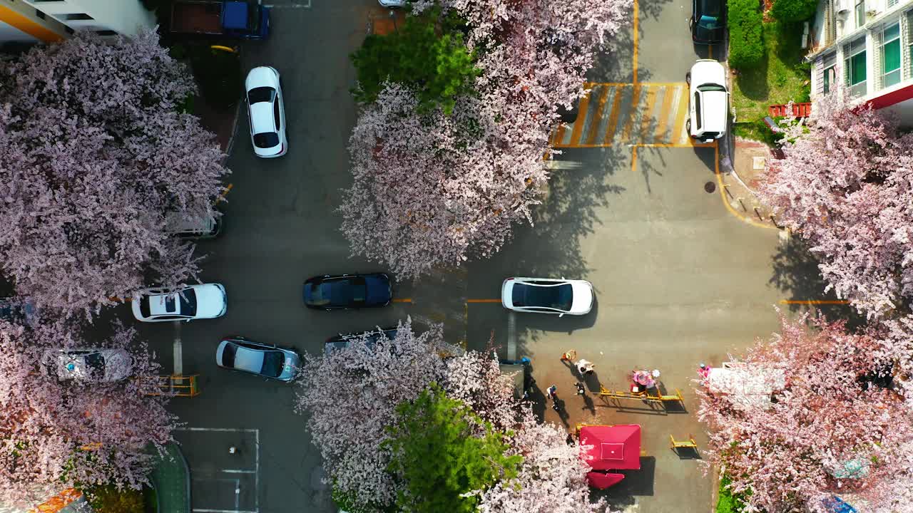 高角度的春天风景与樱花树视频下载