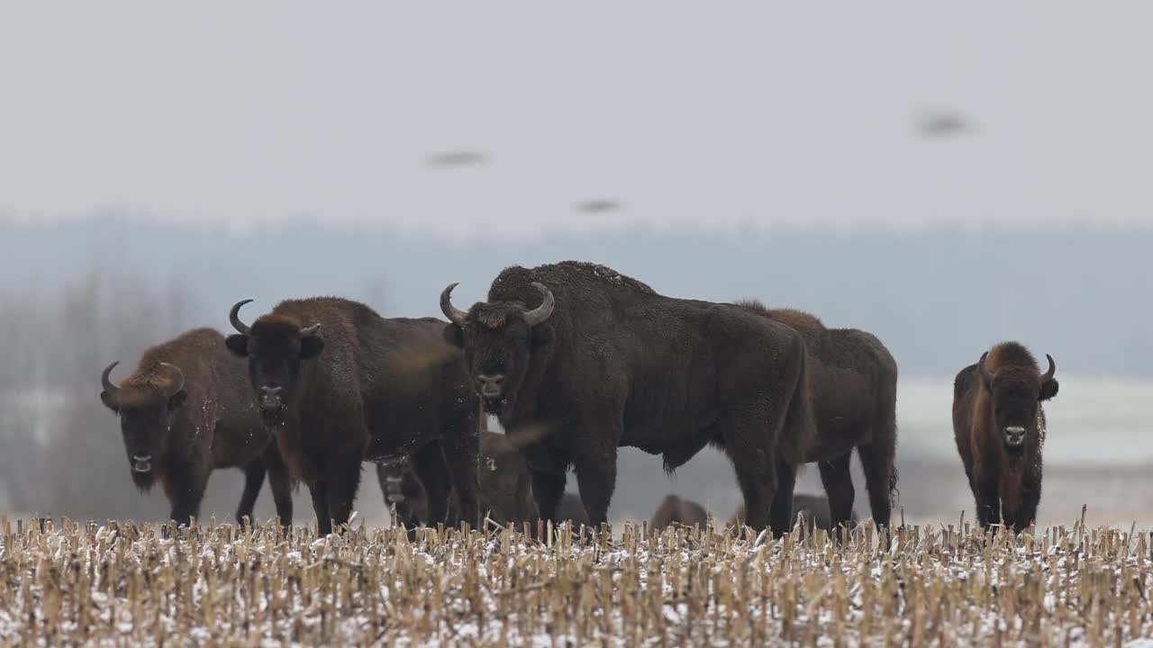 冬季欧洲野牛群视频下载