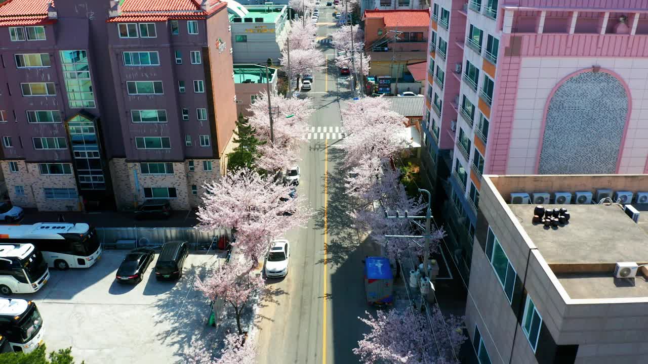 春天的郊区街道上盛开着白色的樱花视频下载
