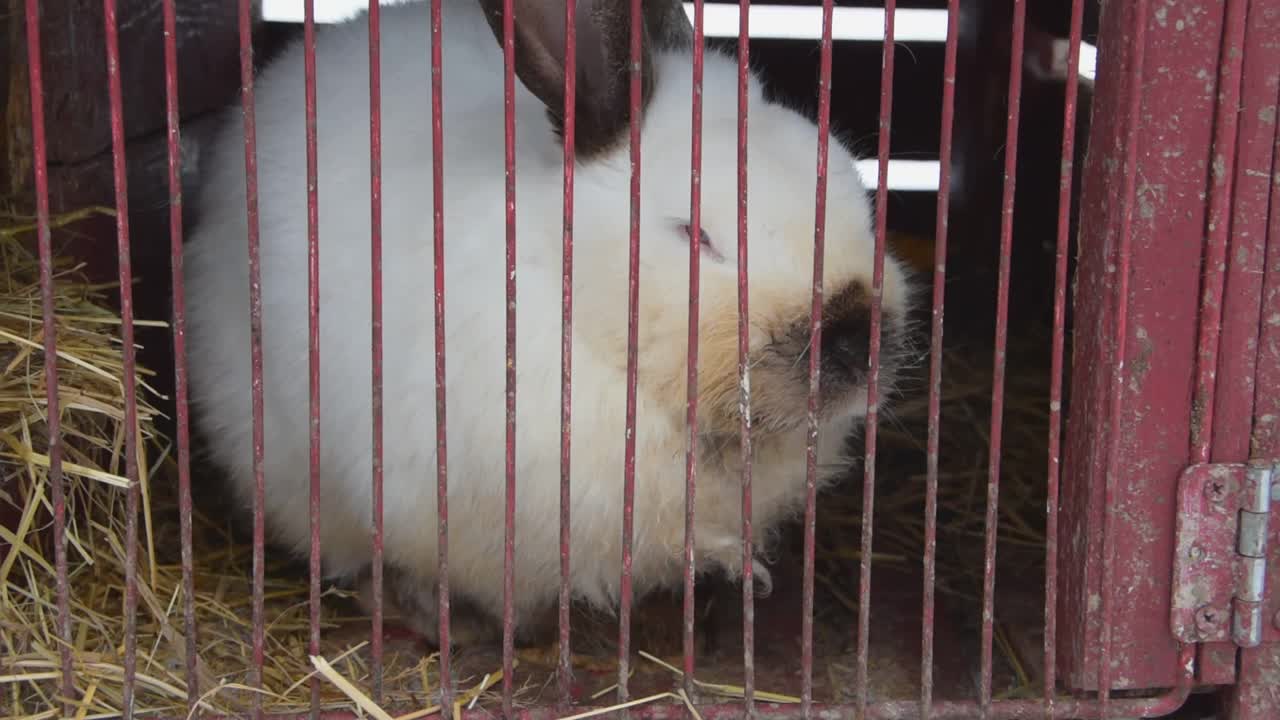 养殖大笼肉兔视频素材