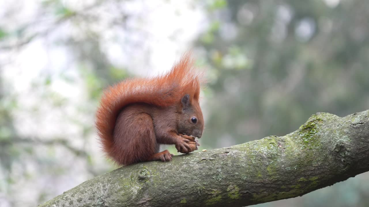 红松鼠在吃树枝上的坚果视频素材